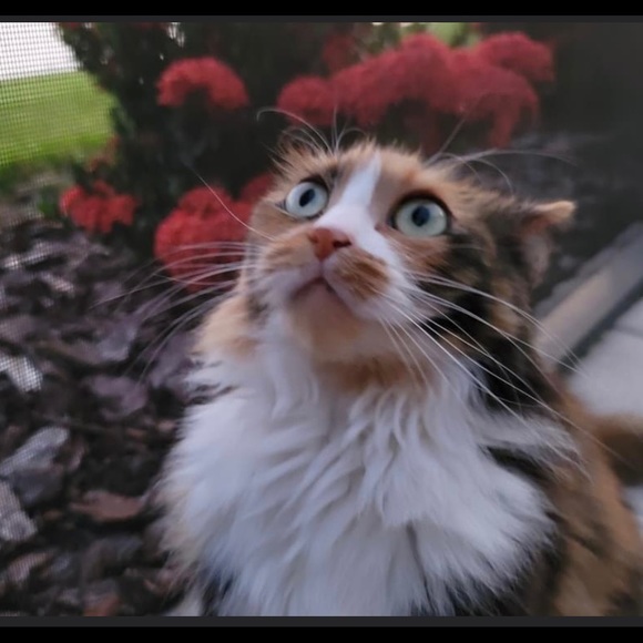 Meet SRQ_Millie! - Picture 4 of 7